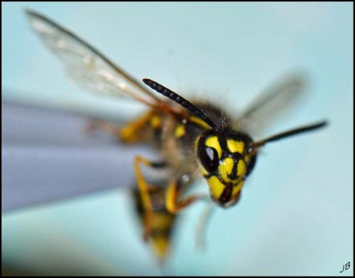 Réf. 190 654 : Vespula vulgaris